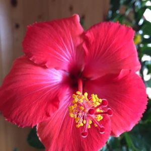 Meet your Posher, Connie